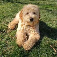 Goldendoodle Puppy Sam