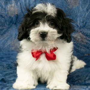 Havanese Puppy Apollo