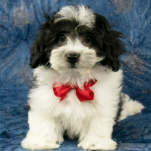 Havanese Puppy Apollo