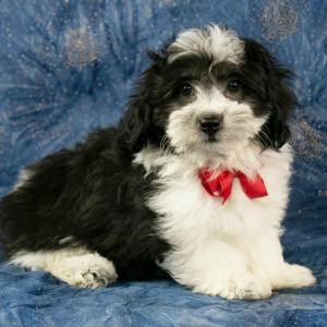 Havanese Puppy Apollo