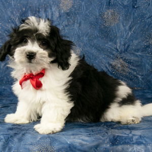 Havanese Puppy Apollo