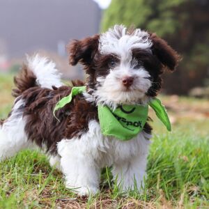Havanese Puppy Connor