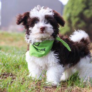 Havanese Puppy Connor