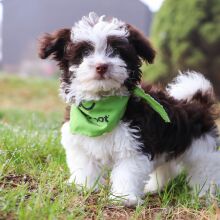 Havanese Puppy Connor