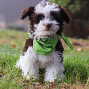 Havanese Puppy Connor