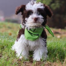 Havanese Puppy Connor