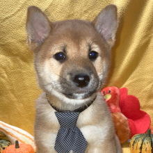 Shiba Inu Puppy Chimon