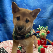 Shiba Inu Puppy Chimon
