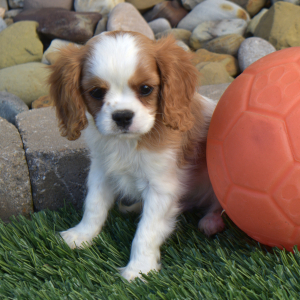 Cavalier King Charles Spaniel Puppy Sparky