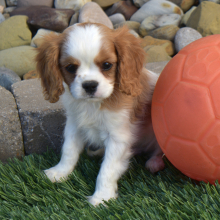 Cavalier King Charles Spaniel Puppy Sparky