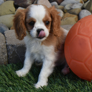 Cavalier King Charles Spaniel Puppy Sparky