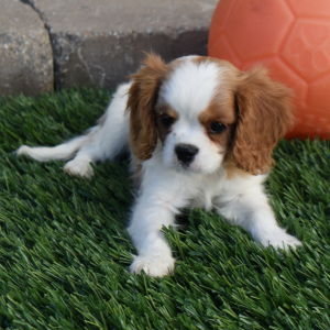 Cavalier King Charles Spaniel Puppy Sparky