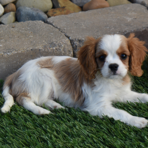 Cavalier King Charles Spaniel Puppy Sparky