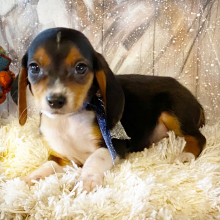 Beagle Puppy Andy