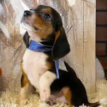 Beagle Puppy Andy