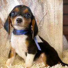 Beagle Puppy Andy