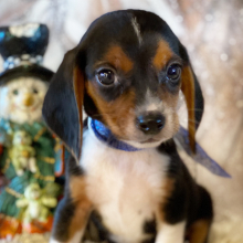 Beagle Puppy Andy