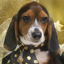 Beagle Puppy Andy