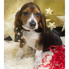 Beagle Puppy Andy