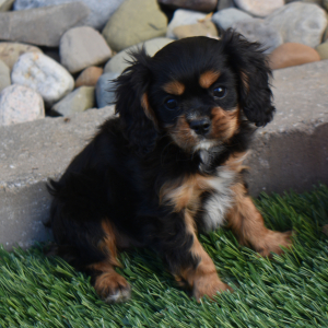 Cavalier King Charles Spaniel Puppy Tanner