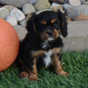 Cavalier King Charles Spaniel Puppy Tanner