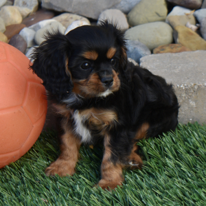 Cavalier King Charles Spaniel Puppy Tanner