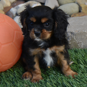 Cavalier King Charles Spaniel Puppy Tanner
