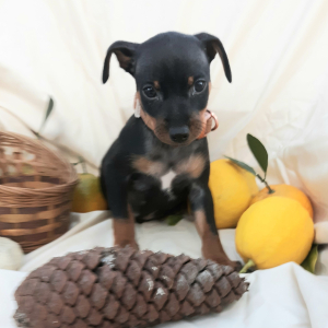 Miniature Pinscher Puppy Star