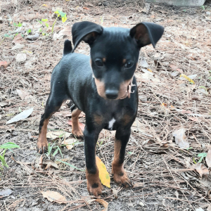 Miniature Pinscher Puppy Star