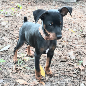 Miniature Pinscher Puppy Star