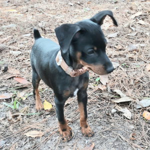 Miniature Pinscher Puppy Star
