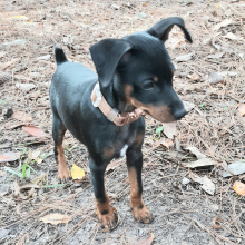 Miniature Pinscher Puppy Star
