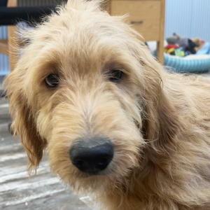 Goldendoodle Puppy Jagger