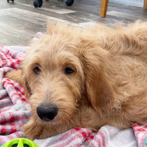 Goldendoodle Puppy Jagger