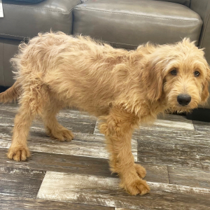 Goldendoodle Puppy Jagger
