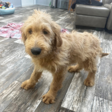 Goldendoodle Puppy Jagger
