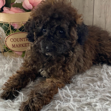 Poodle Puppy Heather