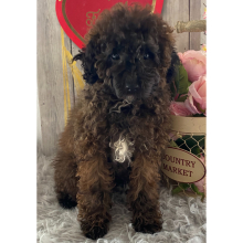 Poodle Puppy Heather