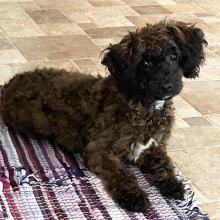 Poodle Puppy Heather