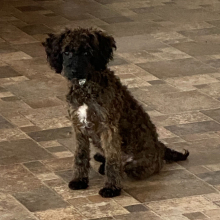 Poodle Puppy Heather