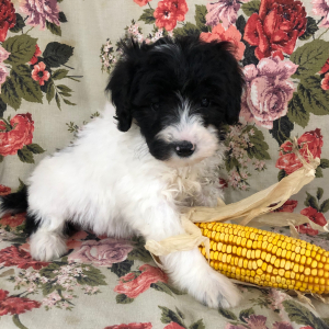 Labradoodle Puppy Enos