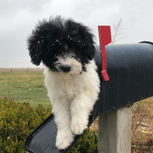 Labradoodle Puppy Enos