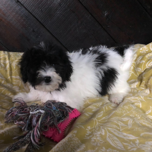 Labradoodle Puppy Enos