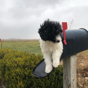 Labradoodle Puppy Enos