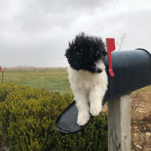 Labradoodle Puppy Enos