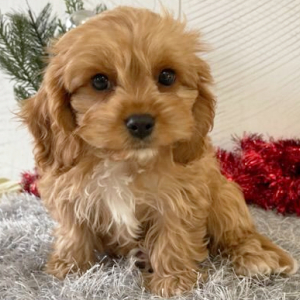 Cavapoo Puppy Tyler