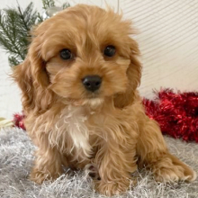 Cavapoo Puppy Tyler