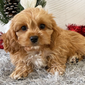 Cavapoo Puppy Tyler