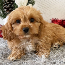 Cavapoo Puppy Tyler