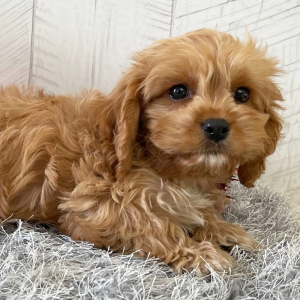Cavapoo Puppy Tyler